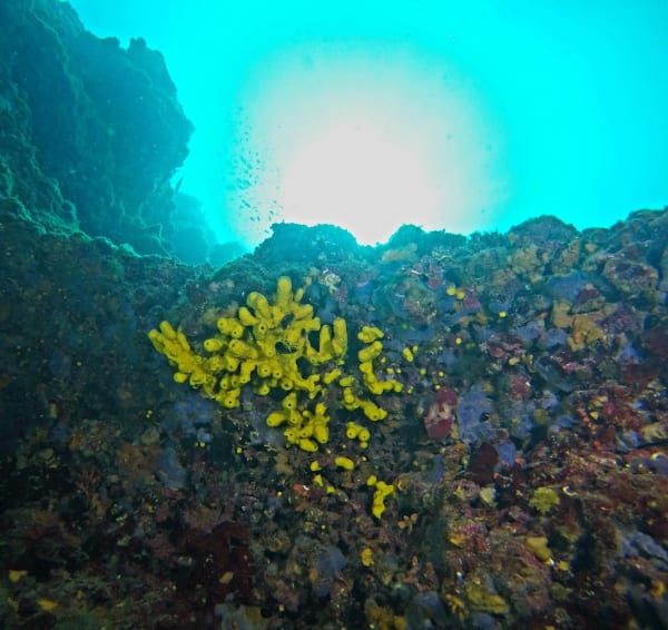 Diving Pula