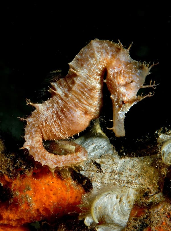 Buceo Canarias