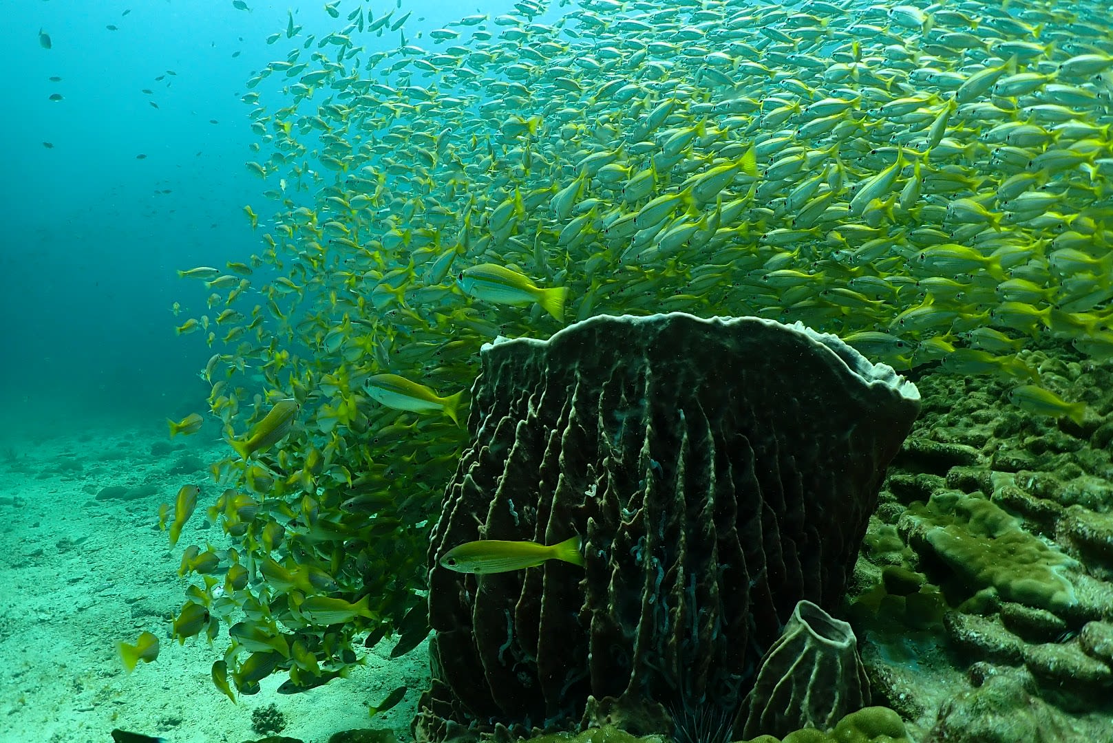 Super Divers Phuket photo 3