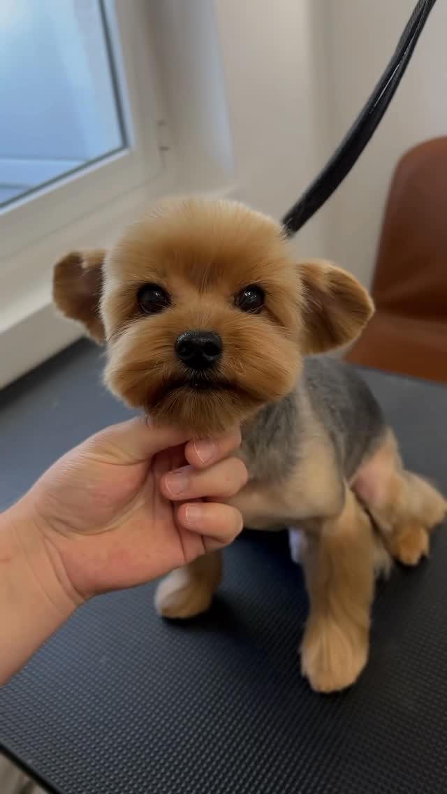 Dogi Grooming Salon photo 4