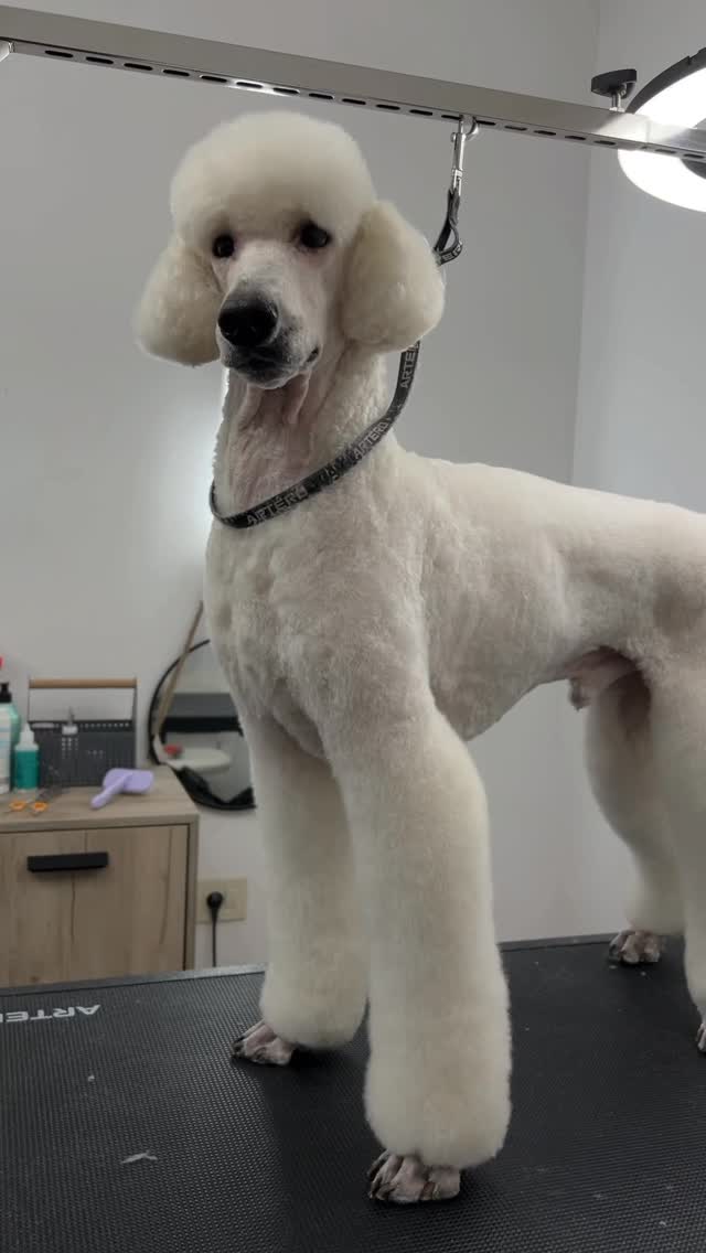 Dogi Grooming Salon photo 8