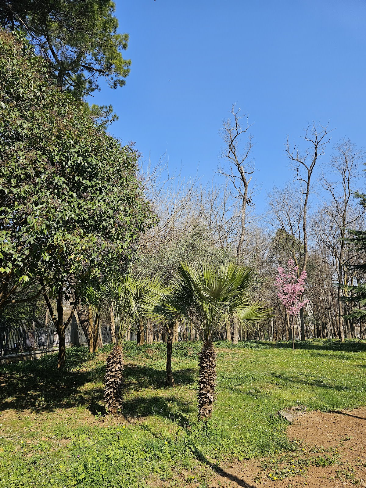 Petrovic Park photo 8