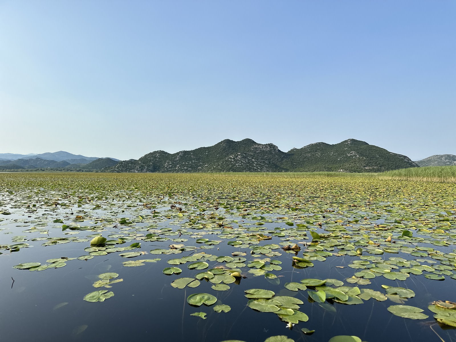 Traditional Boat Trip with Local Fisherman on Skadar Lake photo 1