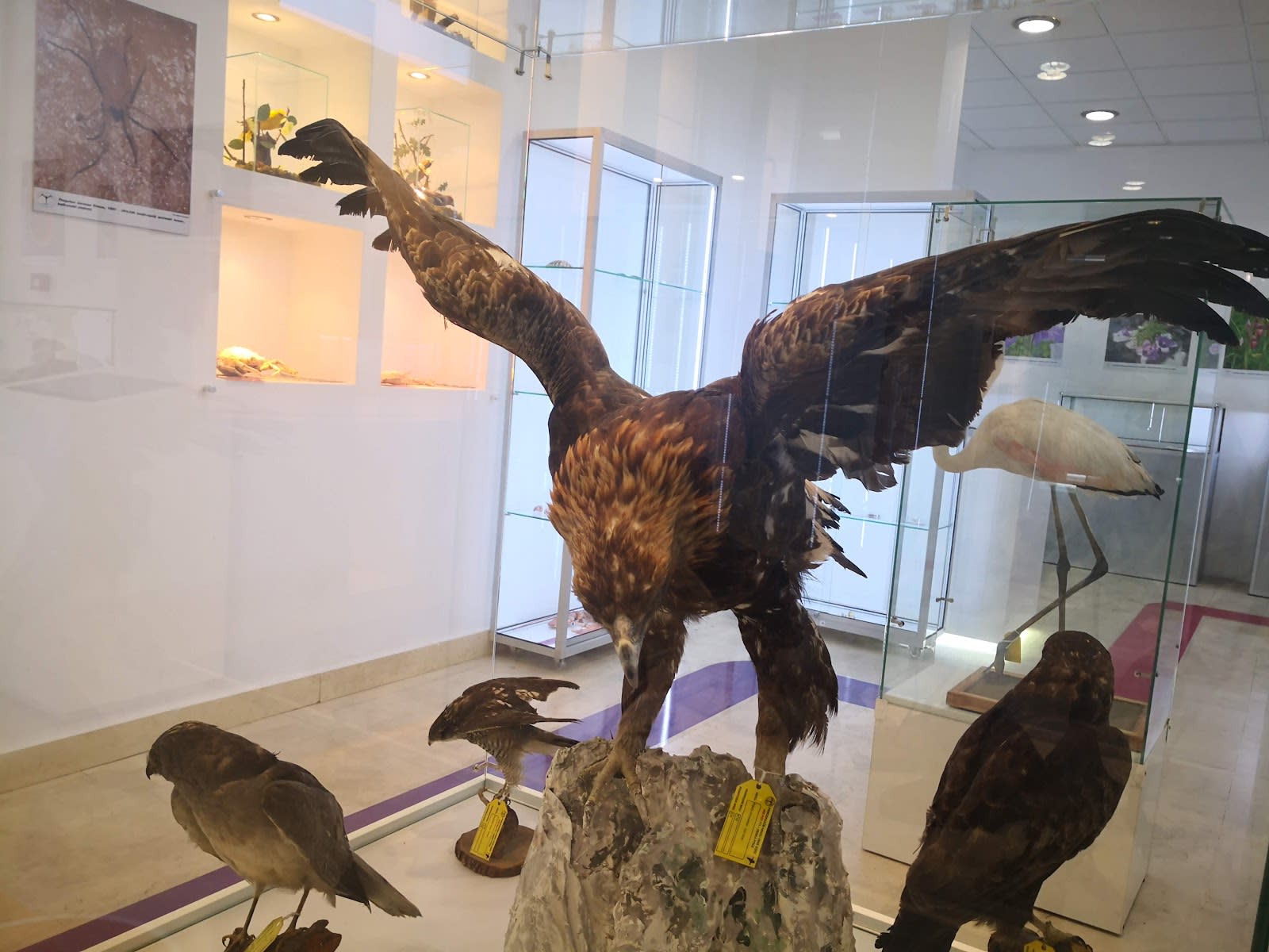 Natural History Museum of Montenegro photo 1