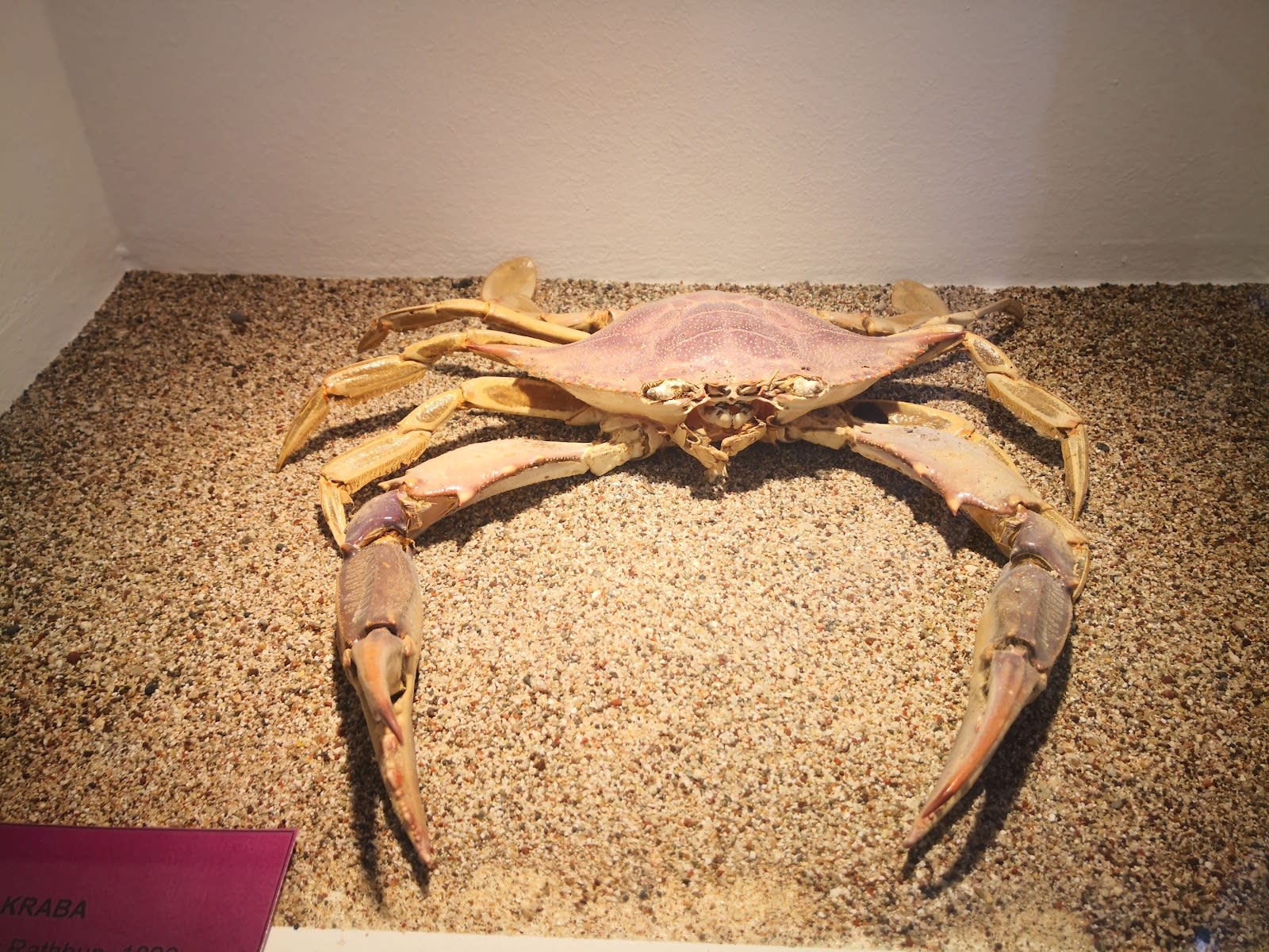 Natural History Museum of Montenegro photo 3