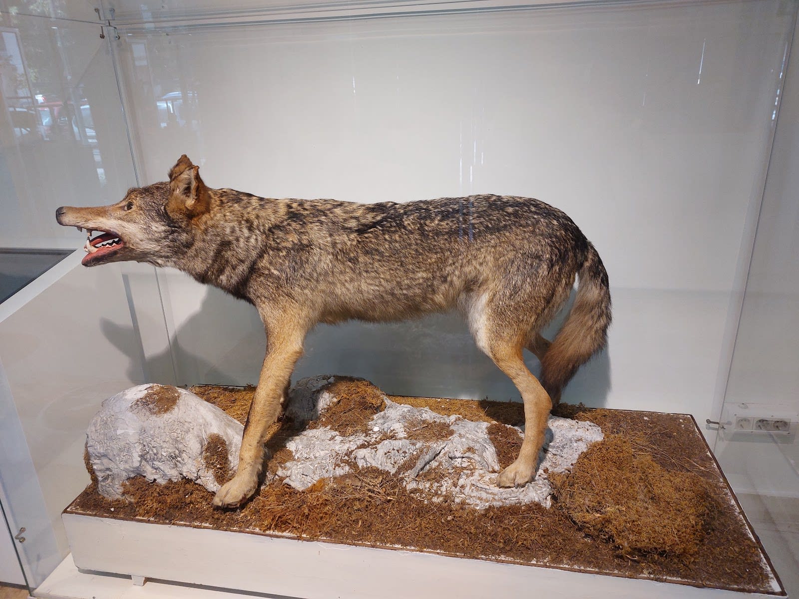 Natural History Museum of Montenegro photo 4