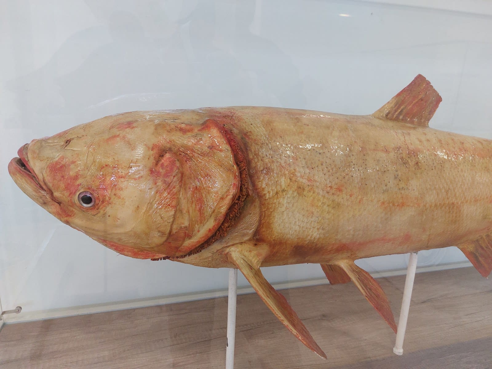 Natural History Museum of Montenegro photo 6