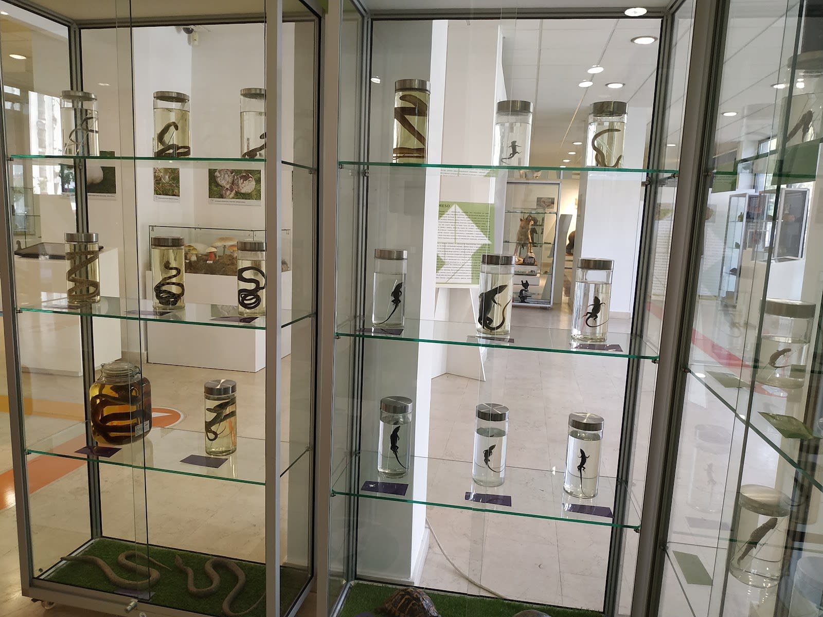 Natural History Museum of Montenegro photo 7