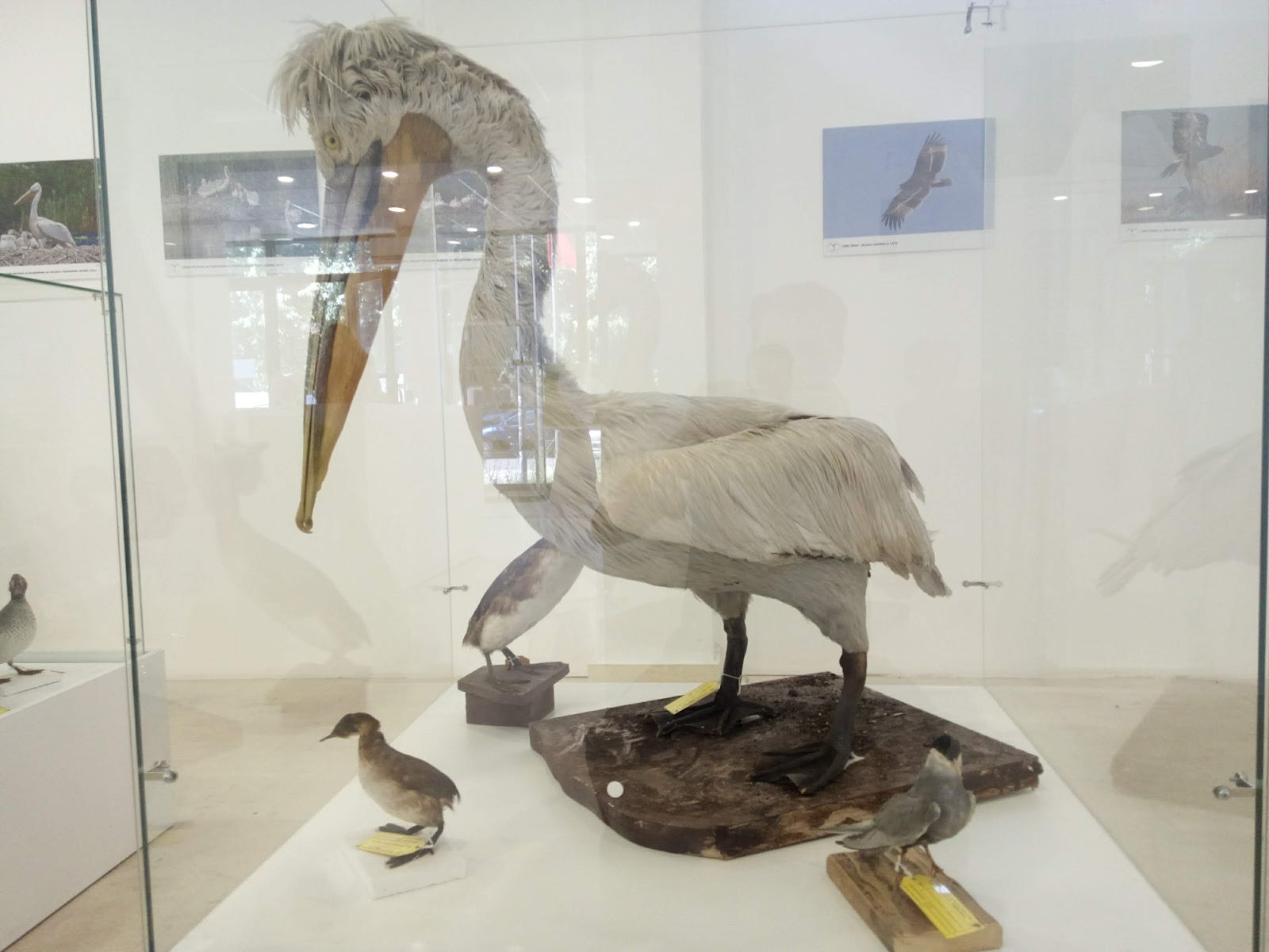 Natural History Museum of Montenegro photo 8