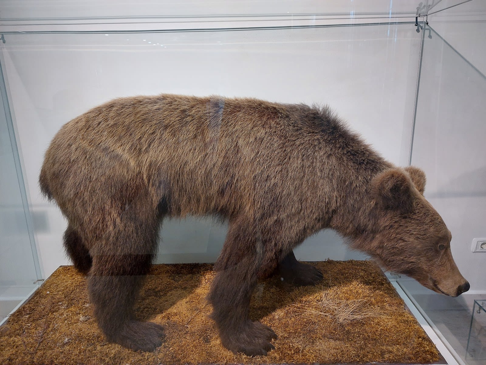 Natural History Museum of Montenegro photo 9