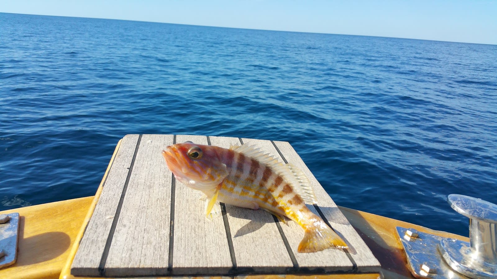 Budva Sea Adventures photo 4