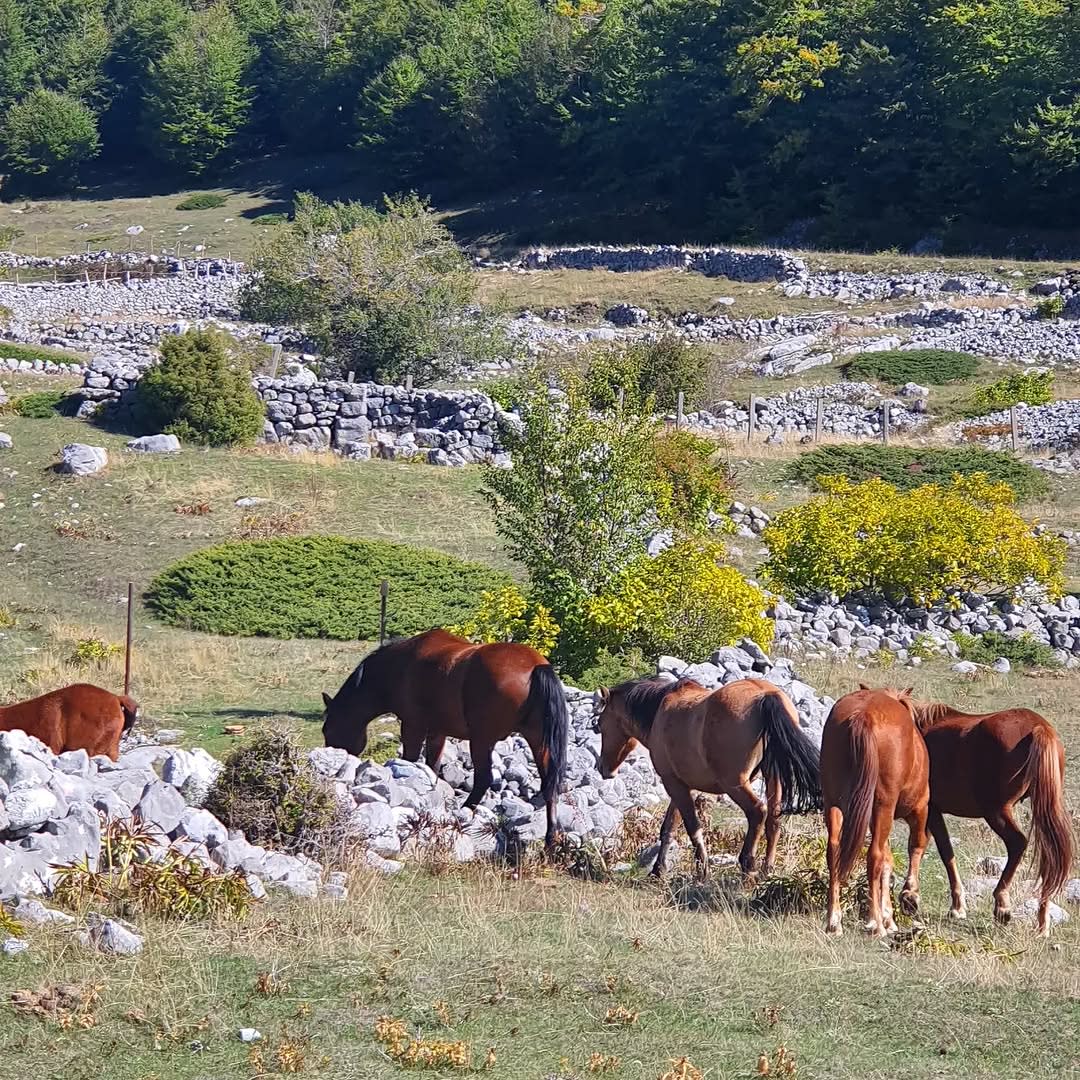 Nomad Tours Montenegro photo 3