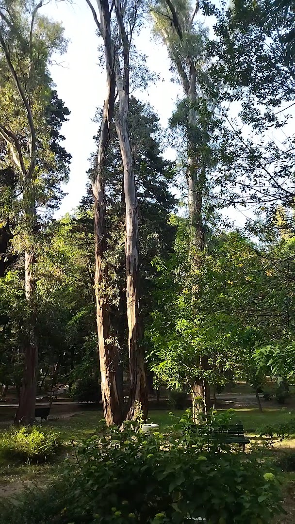 Large Town Park photo 7