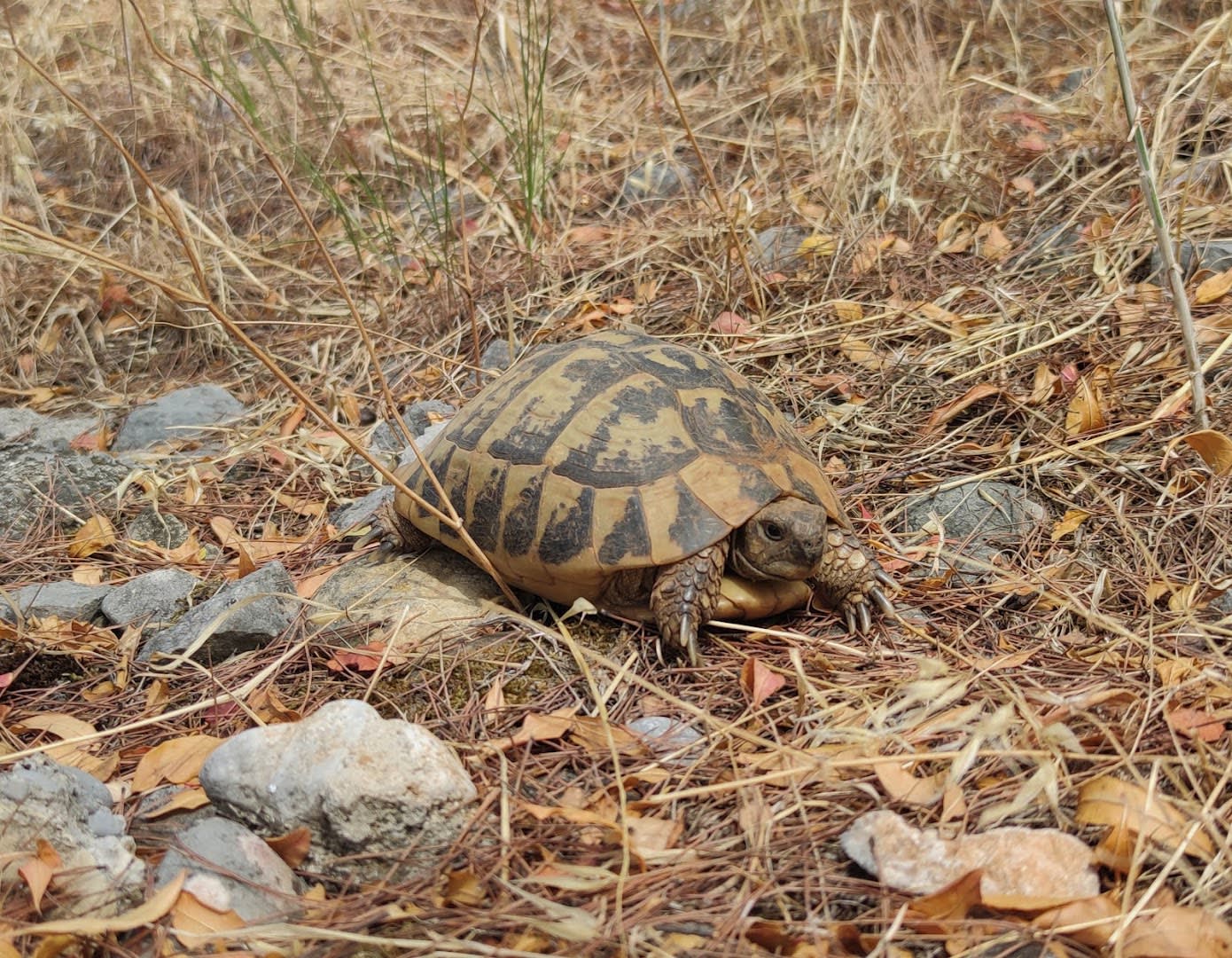 Park Forest Gorica photo 9
