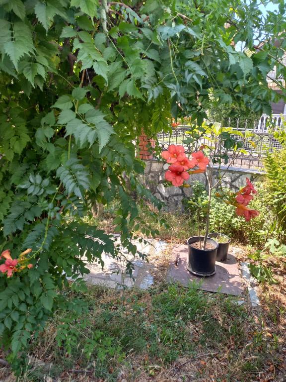 Hostel Dragana photo 4