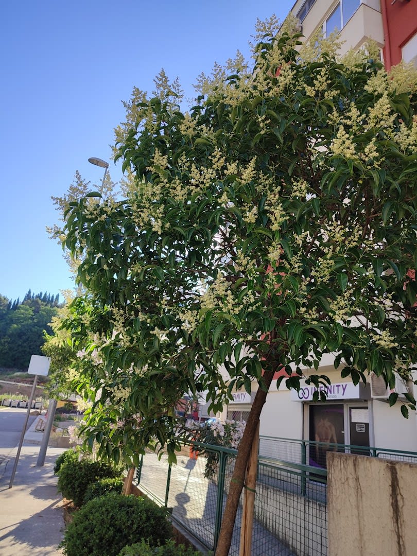 Naki Apartmani photo 8