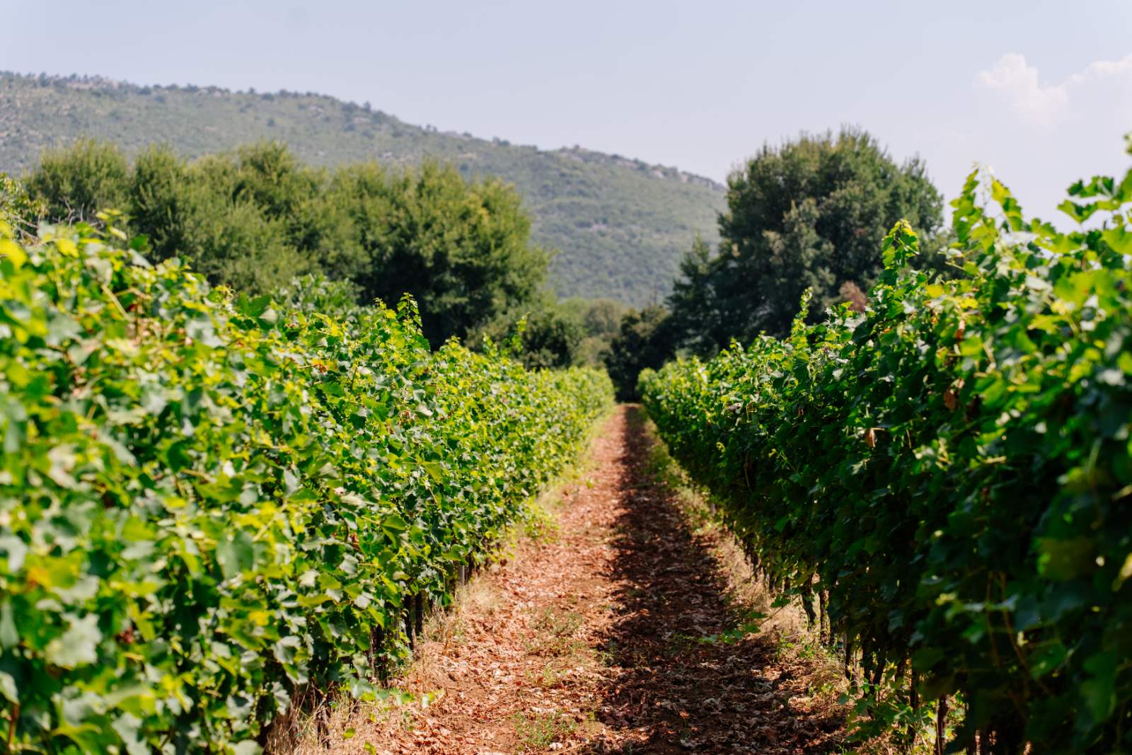 Vinarija Ćetković photo 4