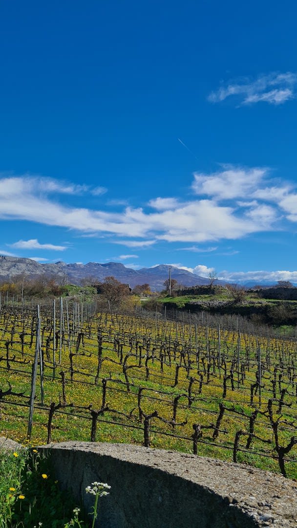 Vinarija Krgović photo 4