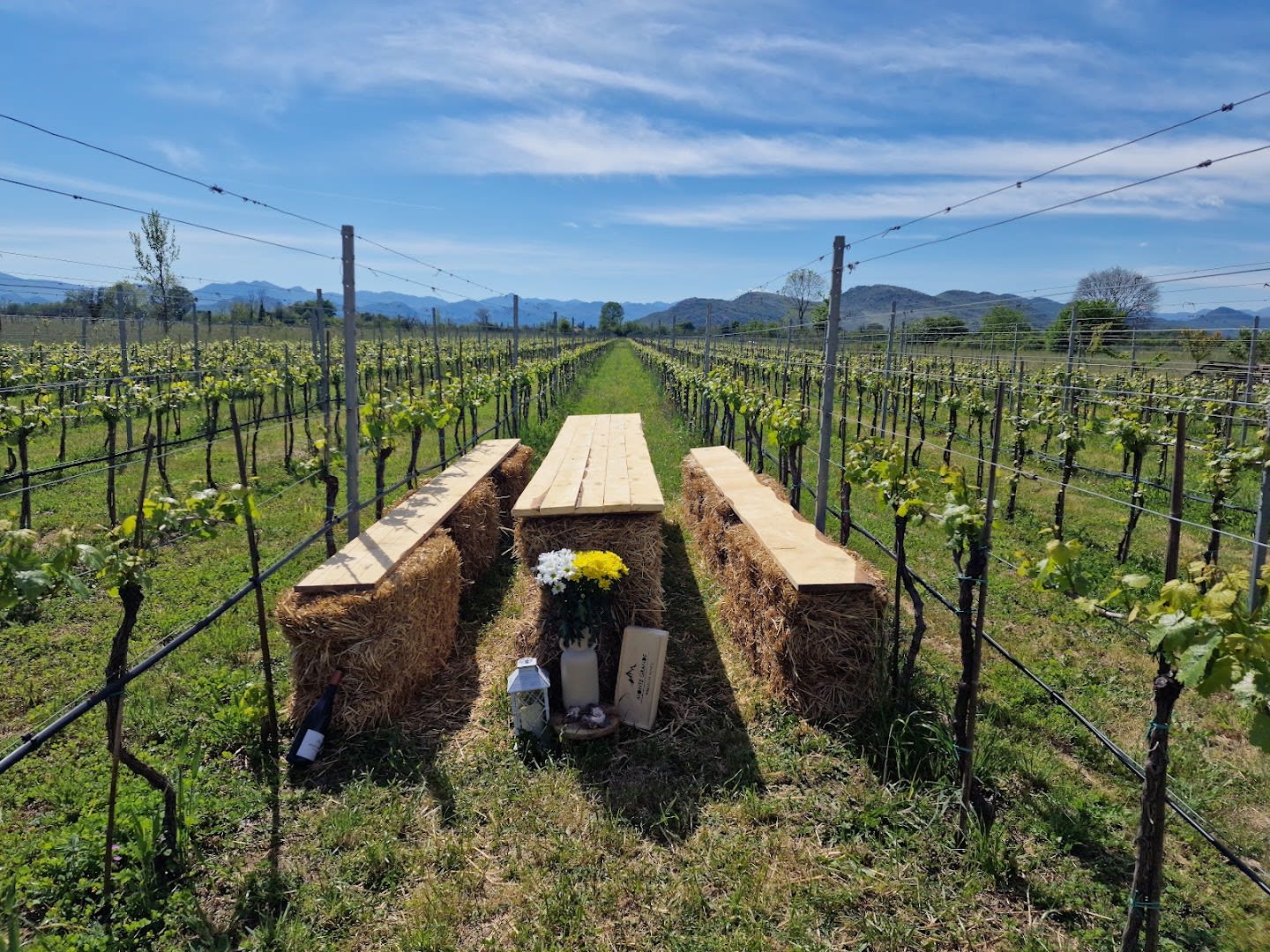 Monte Grande Winery photo 2