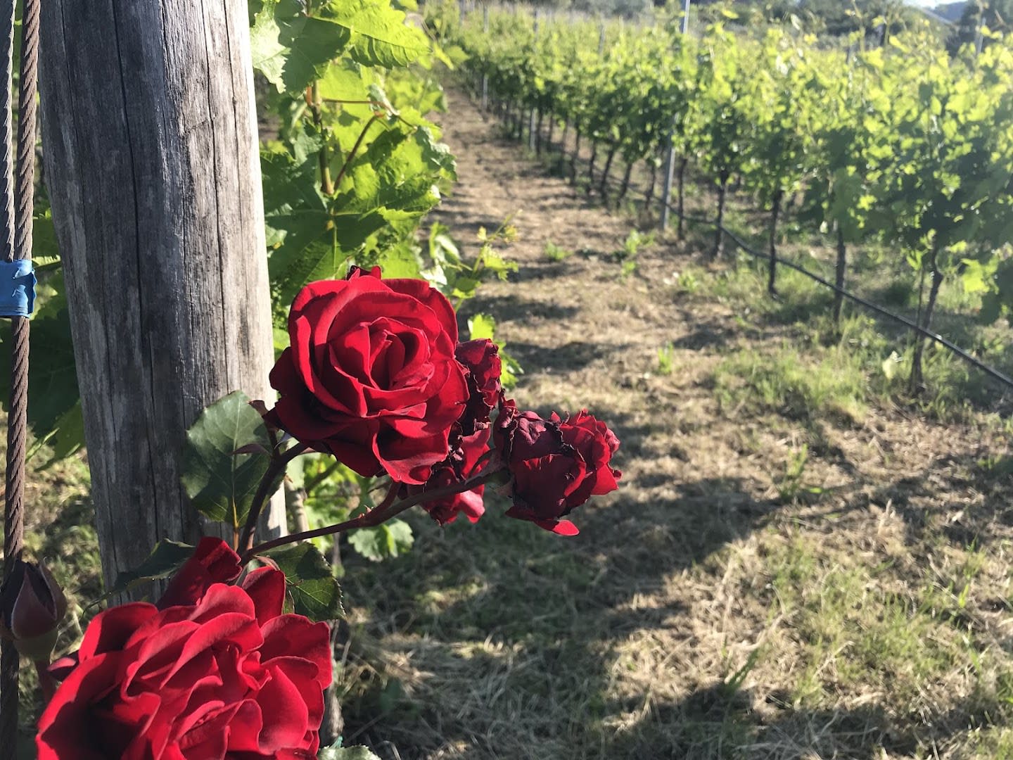 I-Wine Ivanović photo 2