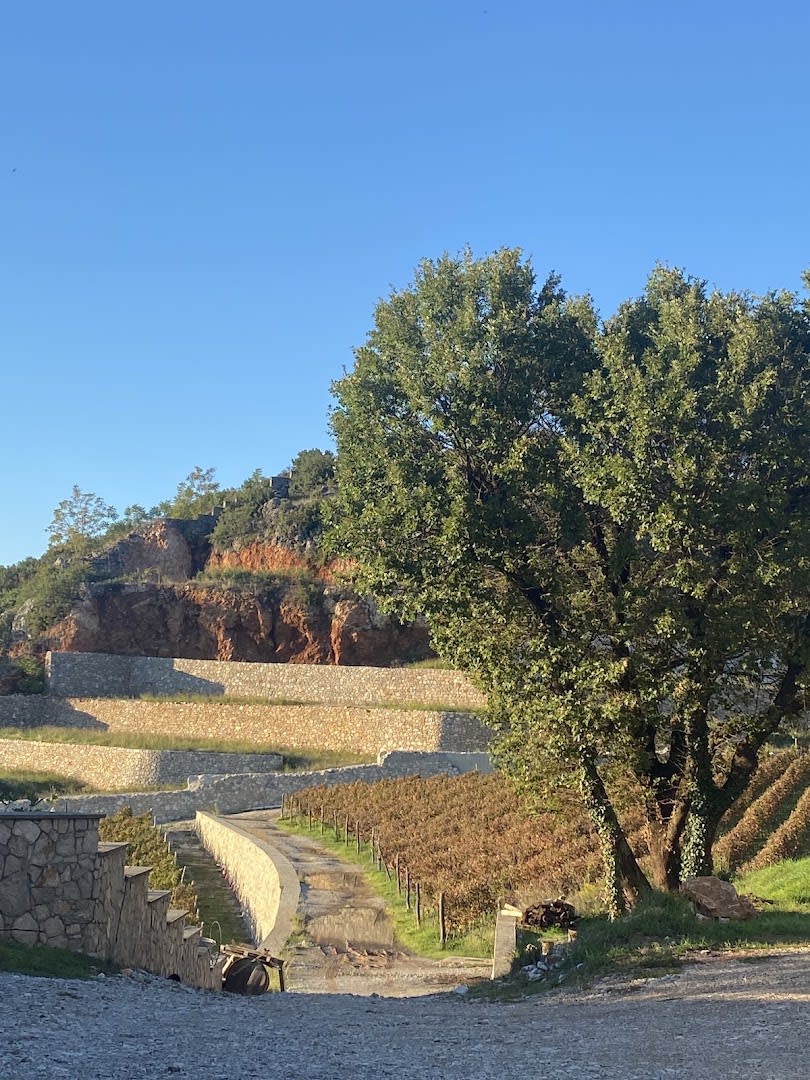 I-Wine Ivanović photo 3
