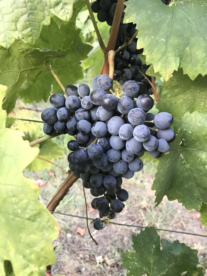 I-Wine Ivanović photo 4