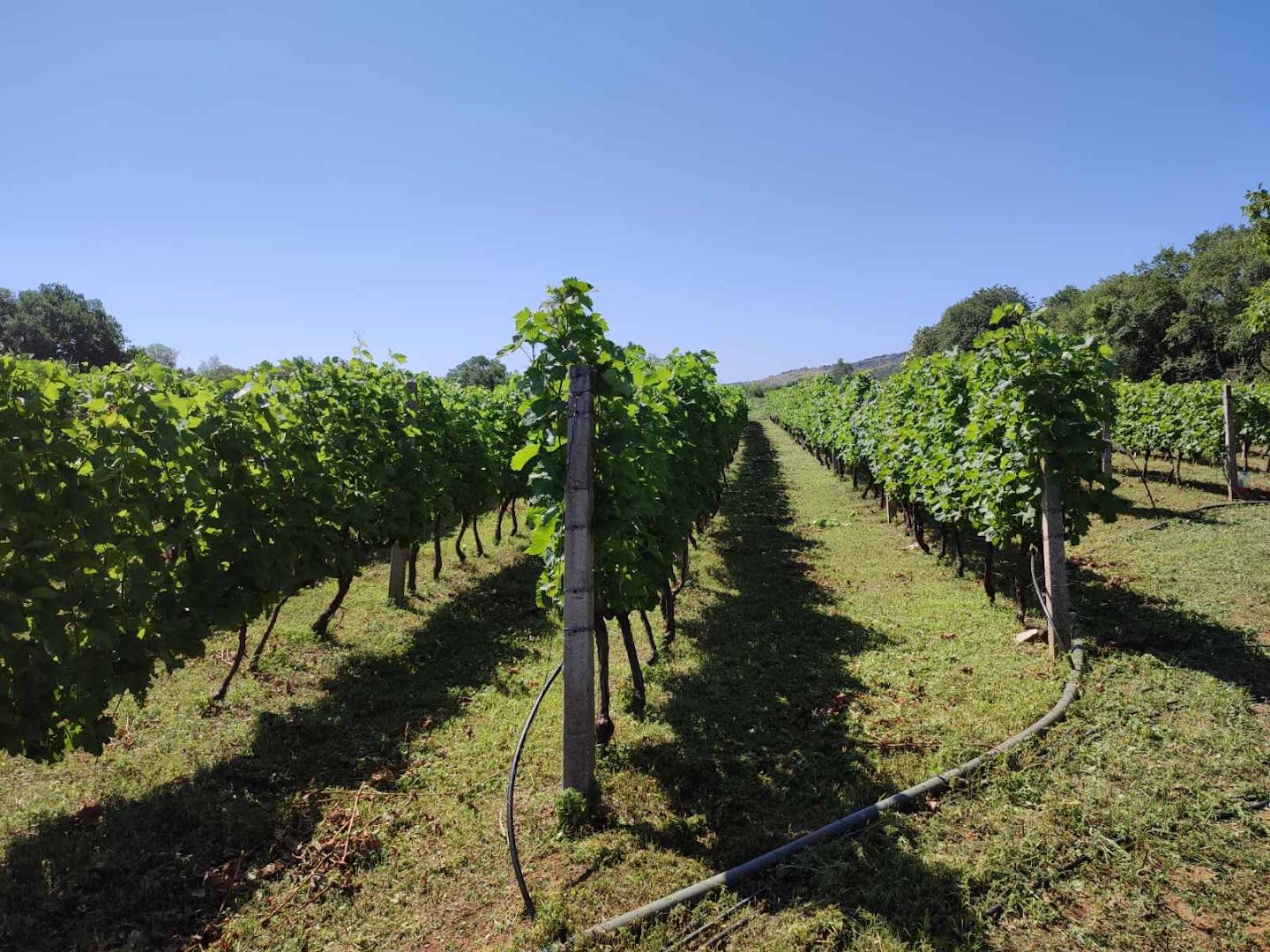 Vinarija Racković photo 2