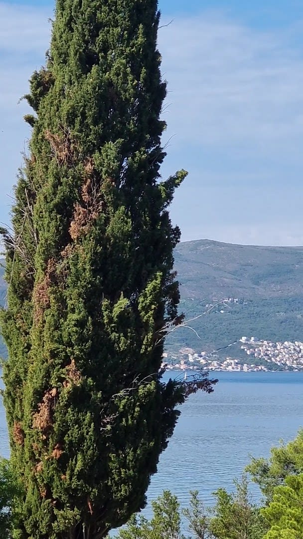 Tivat Star photo 1