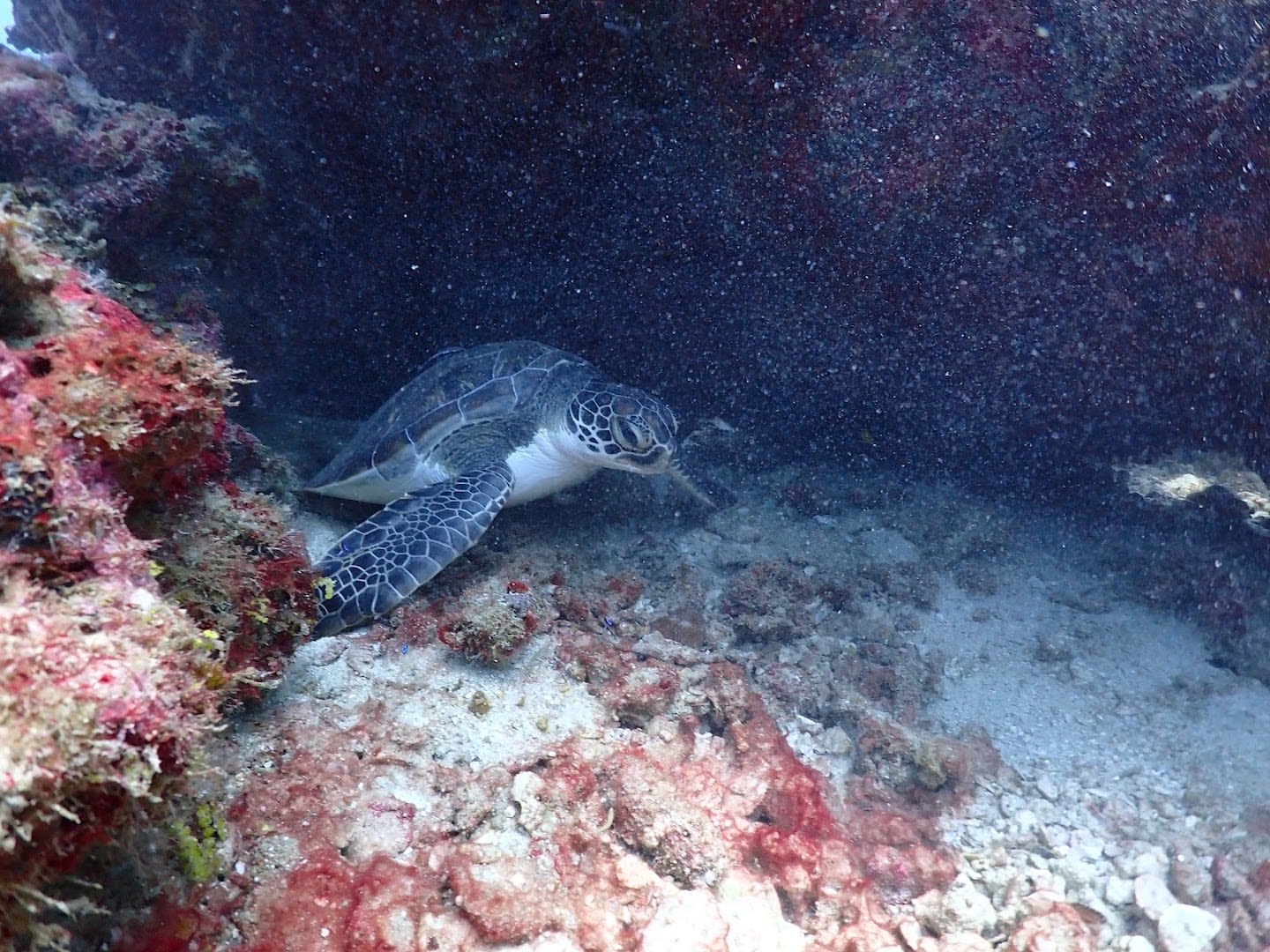 Phuket Dive Center photo 2