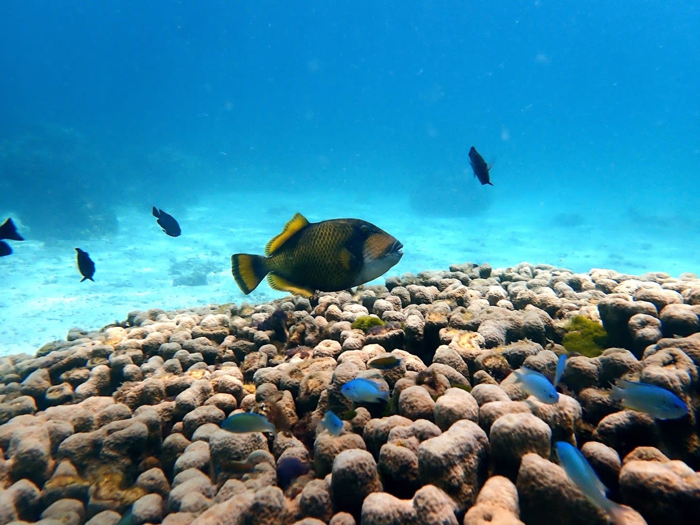 Love Diving Phuket photo 4