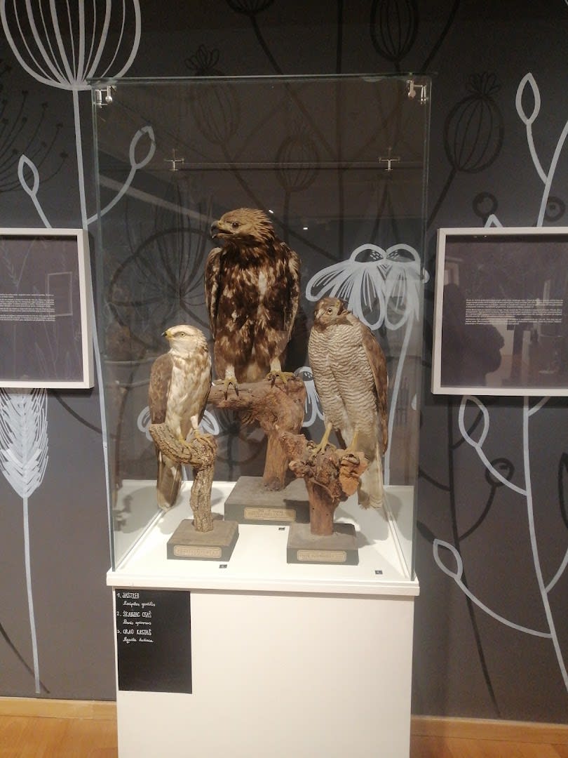 Dubrovnik Natural History Museum photo 2