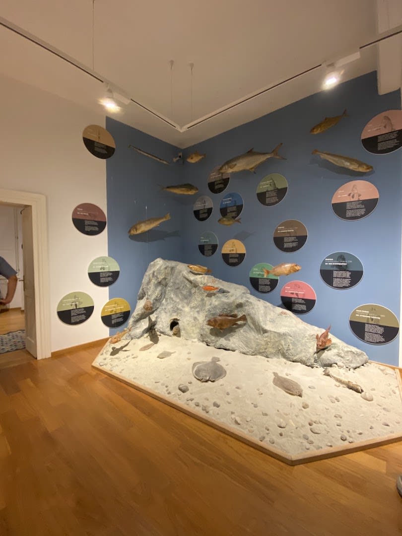 Dubrovnik Natural History Museum photo 4