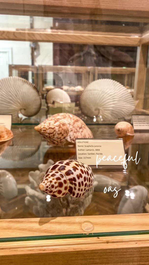 Shell Museum Cavtat photo 1