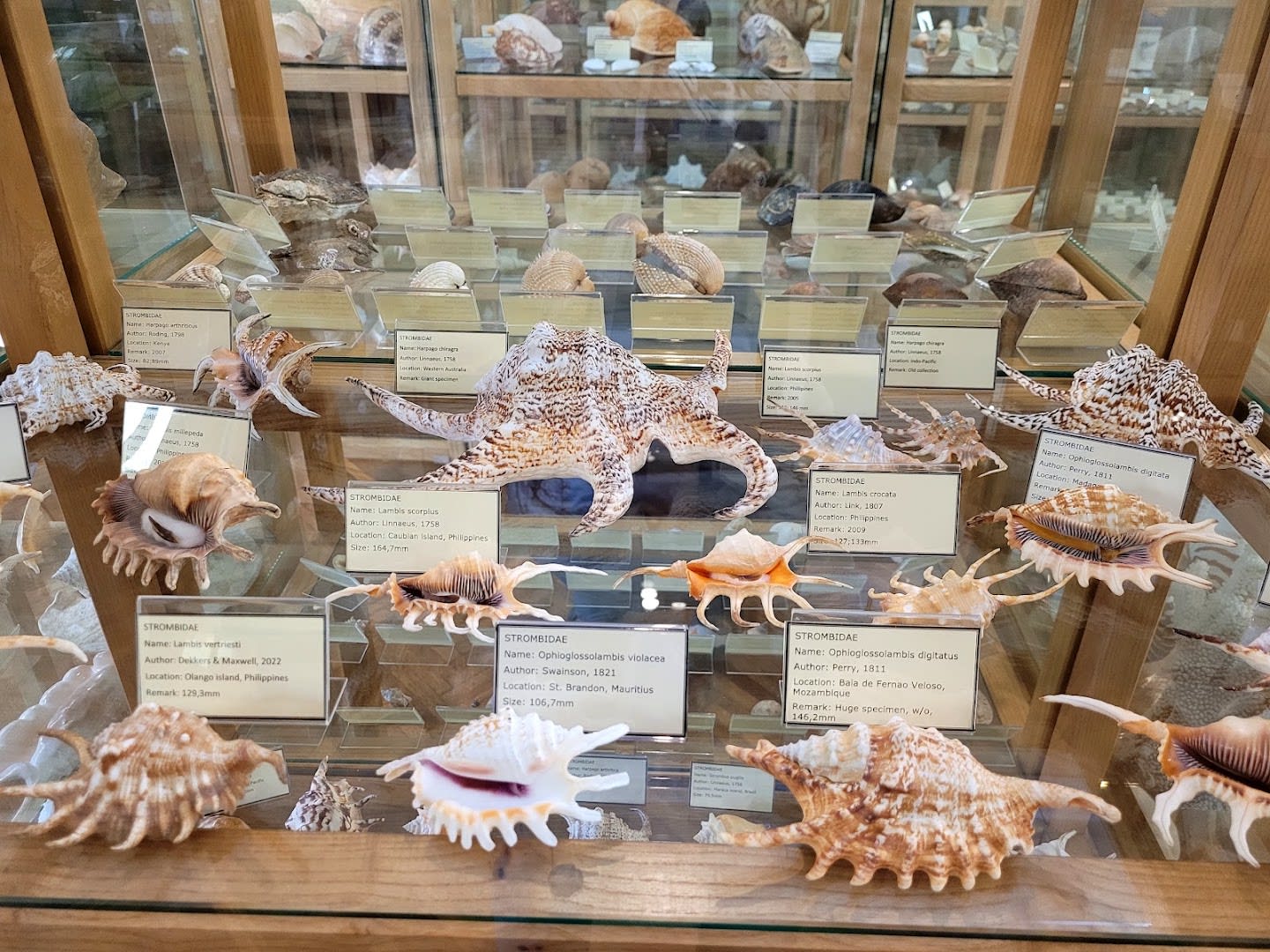 Shell Museum Cavtat photo 2