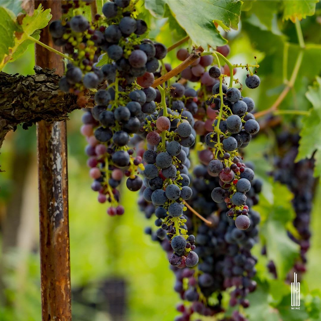 Uka Wine photo 3