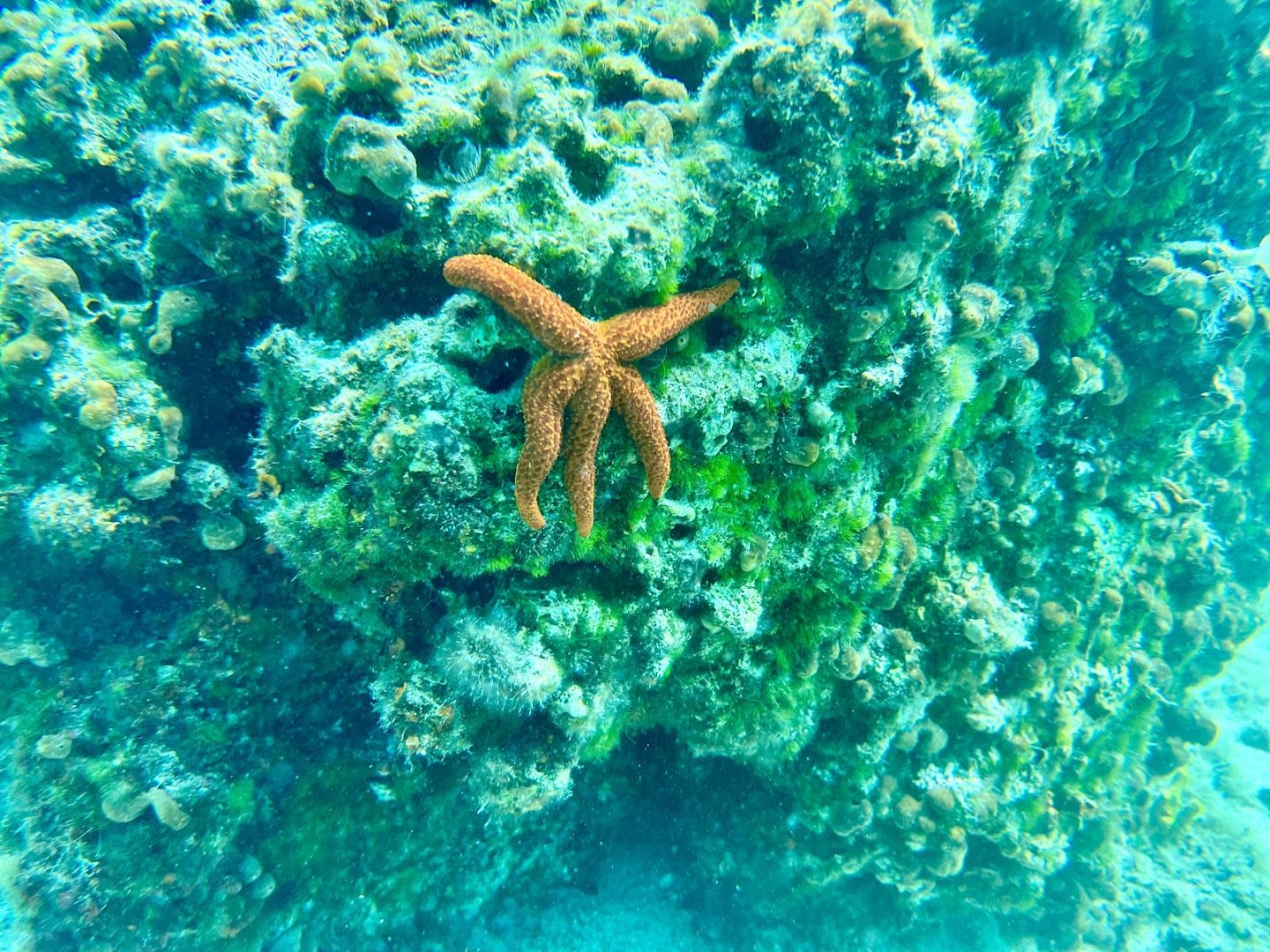 Golden Harbor Diving photo 2