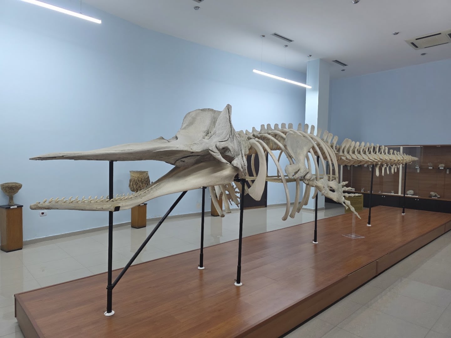 Museum of Natural Sciences Sabiha Kasimati photo 2