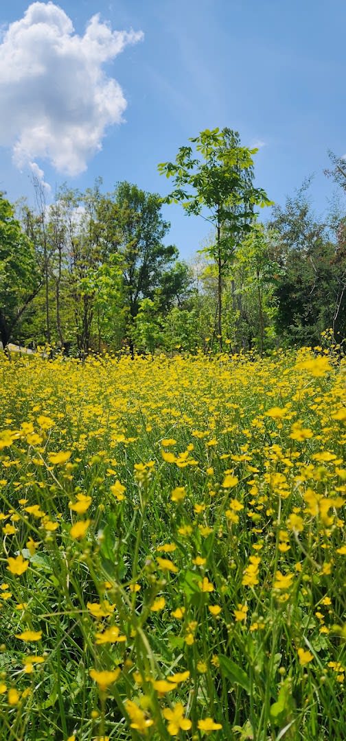 Grand Park of Tirana photo 4