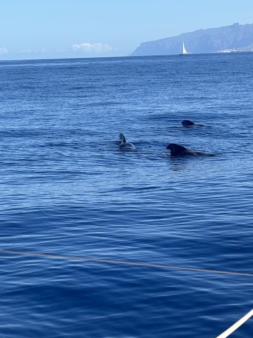 Maco Yacht photo 2