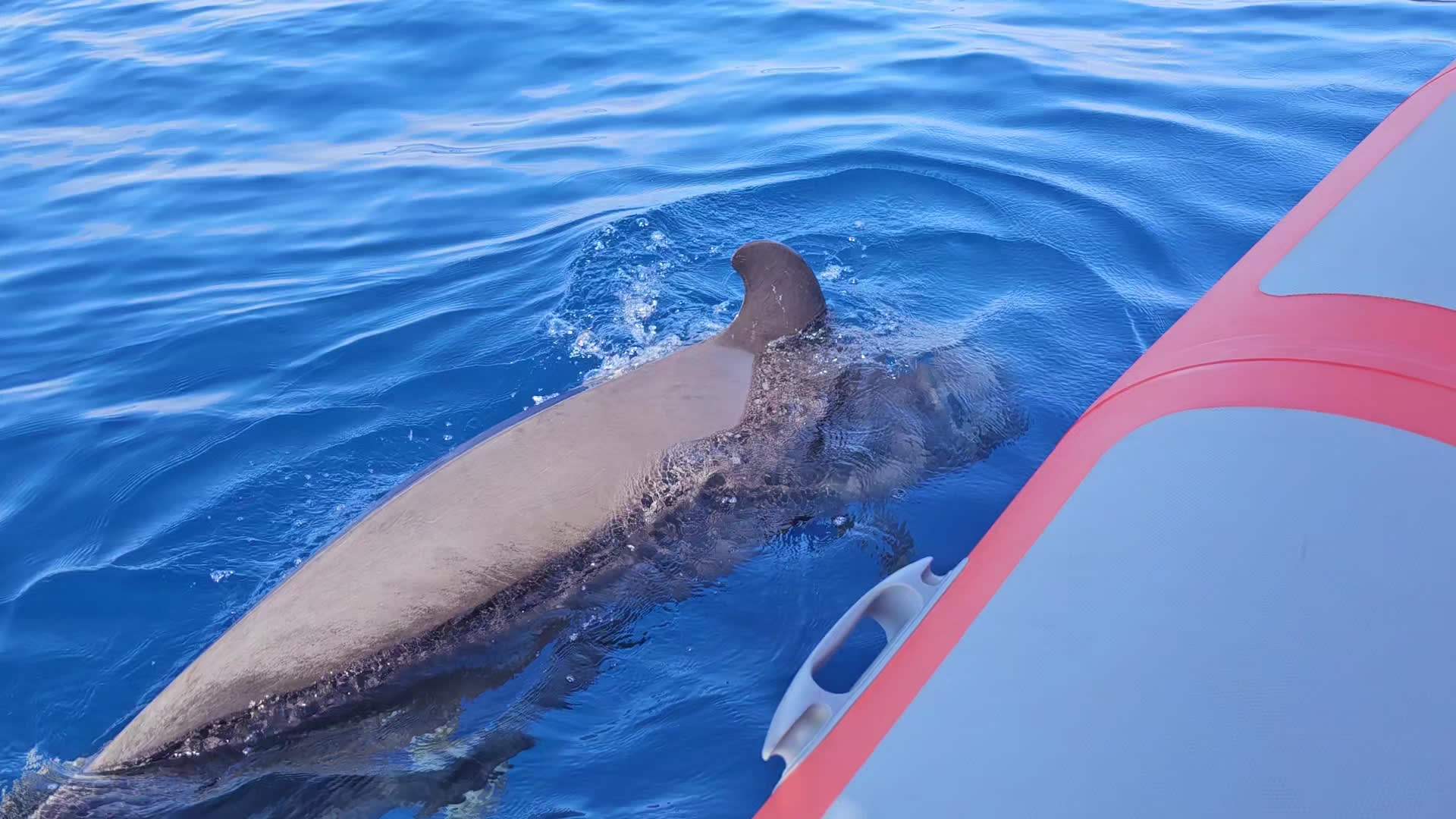 Eco Whale Watching Tenerife photo 1