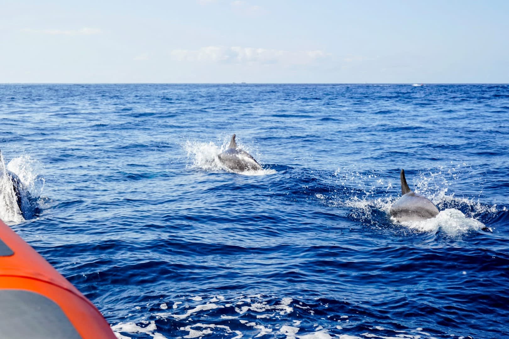 Eco Whale Watching Tenerife photo 2