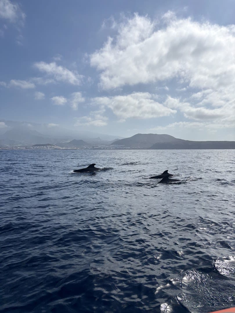Eco Whale Watching Tenerife photo 3