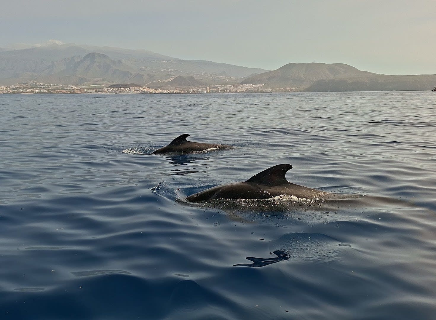 Eco Whale Watching Tenerife photo 4