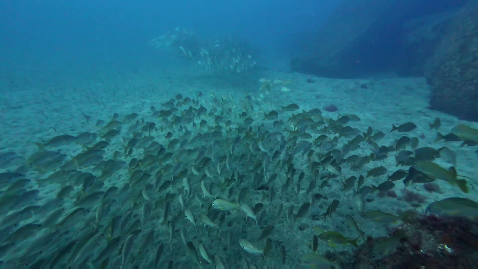 Dive Center Tenerife by WhatNext Adventures photo 1