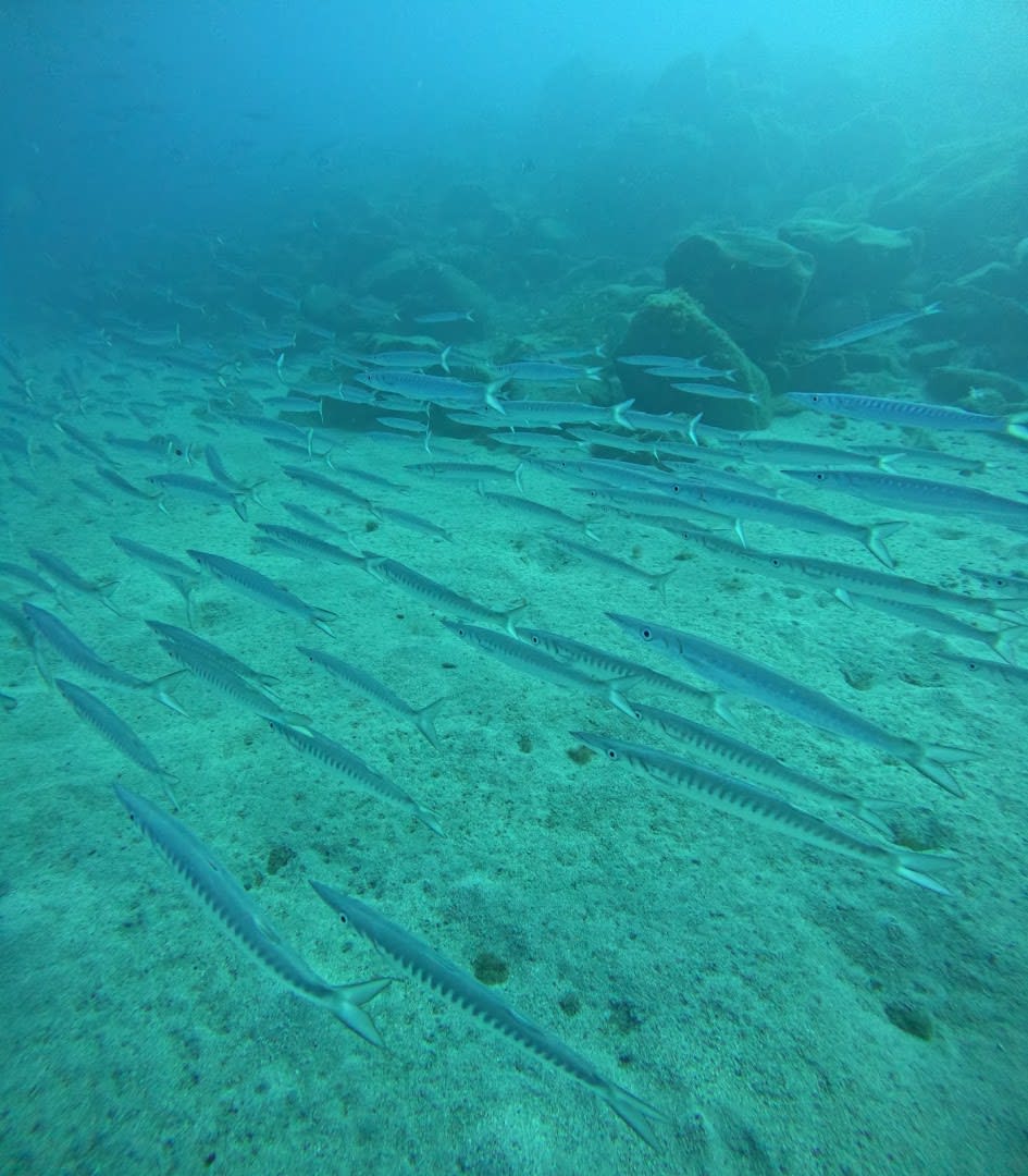 Dive Center Tenerife by WhatNext Adventures photo 3