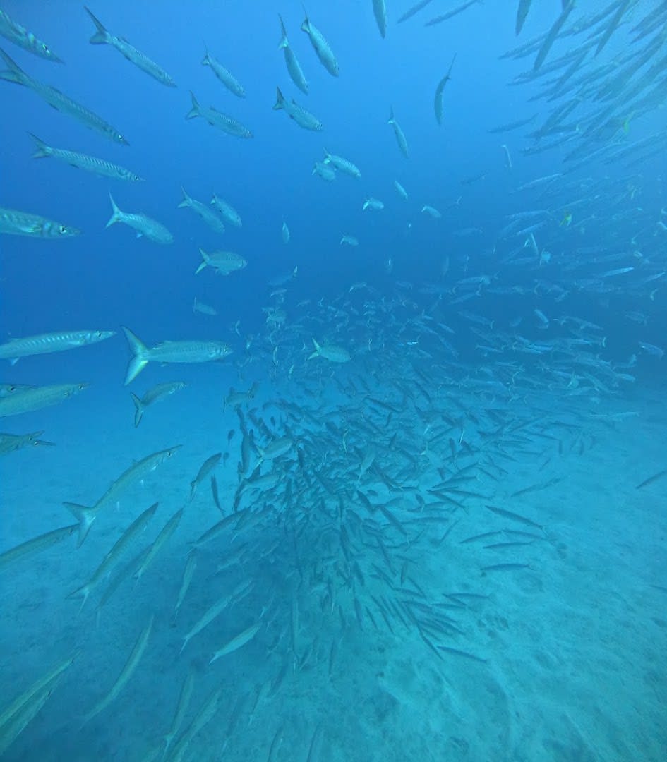 Dive Center Tenerife by WhatNext Adventures photo 4