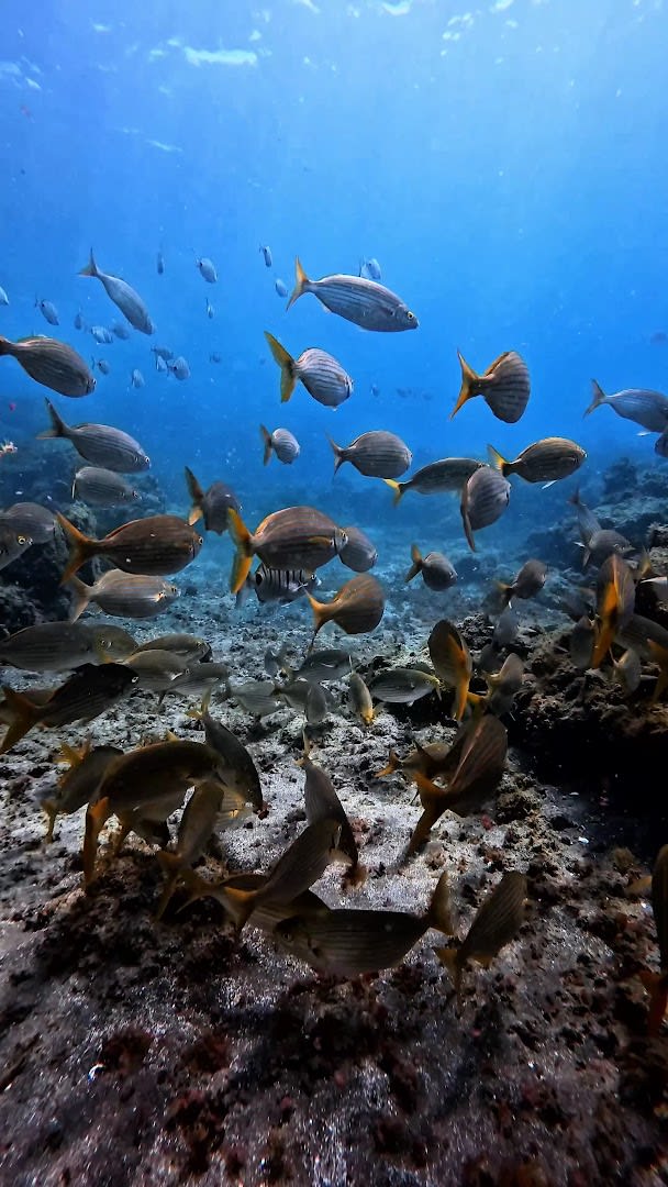 Barbarian Diving Tenerife photo 4