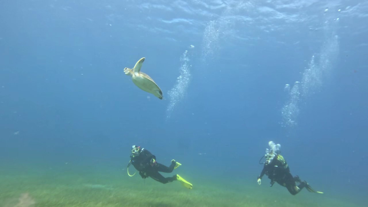 Scubafriends Tenerife photo 1
