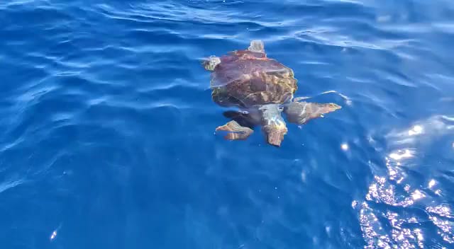 Moira Fishing Tenerife SL photo 1
