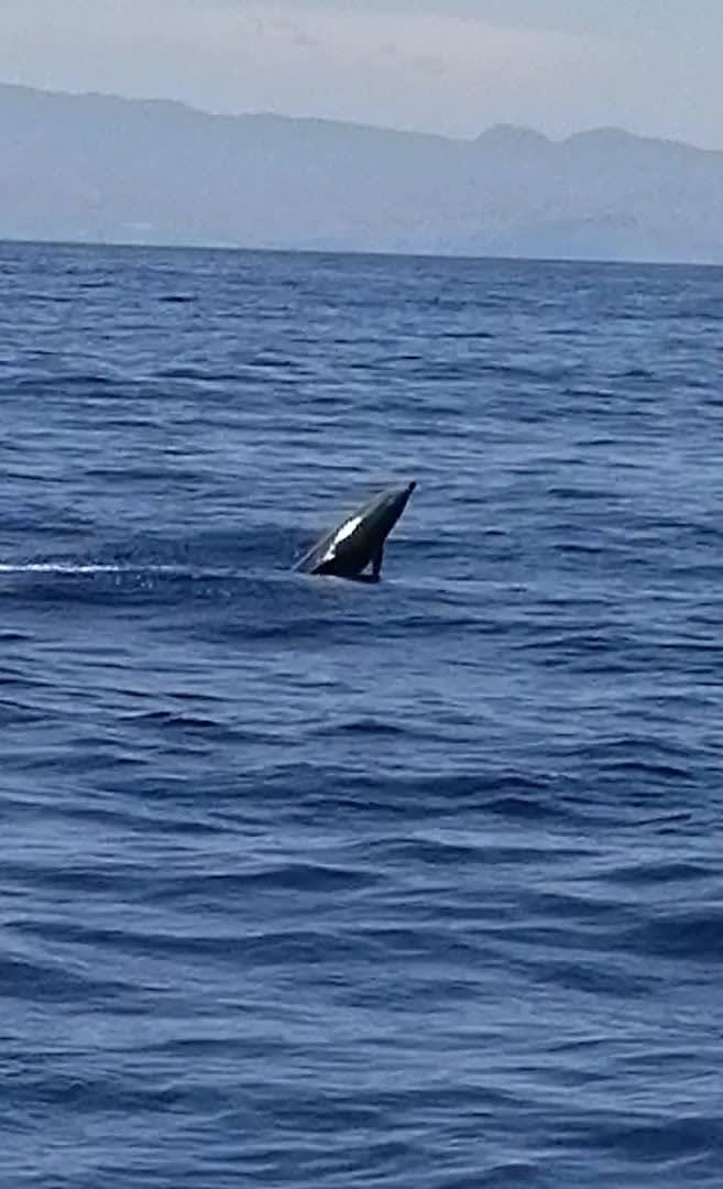 Moira Fishing Tenerife SL photo 3